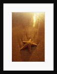 Starfish on Maui Beach by Anonymous