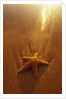 Starfish on Maui Beach by Anonymous