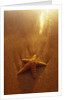 Starfish on Maui Beach by Anonymous