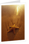 Starfish on Maui Beach by Anonymous
