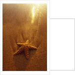 Starfish on Maui Beach by Anonymous