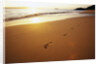 Footprints on Makena Beach by Anonymous