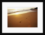 Footprints on Makena Beach by Anonymous