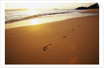 Footprints on Makena Beach by Anonymous