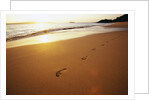 Footprints on Makena Beach by Anonymous