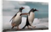 Two Gentoo Penguins by Anonymous