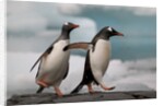Two Gentoo Penguins by Anonymous