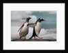 Two Gentoo Penguins by Anonymous