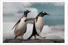Two Gentoo Penguins by Anonymous