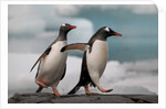 Two Gentoo Penguins by Anonymous