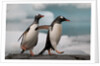 Two Gentoo Penguins by Anonymous