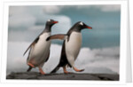 Two Gentoo Penguins by Anonymous