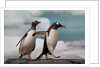 Two Gentoo Penguins by Anonymous
