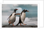 Two Gentoo Penguins by Anonymous