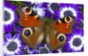 Butterfly on Purple Daisies by Anonymous
