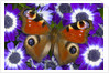 Butterfly on Purple Daisies by Anonymous