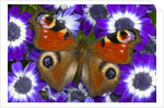 Butterfly on Purple Daisies by Anonymous