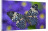 Hamadryas Butterfly Caught in a Spiderweb by Anonymous