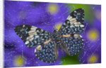 Hamadryas Butterfly Caught in a Spiderweb by Anonymous