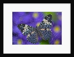Hamadryas Butterfly Caught in a Spiderweb by Anonymous