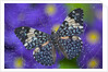 Hamadryas Butterfly Caught in a Spiderweb by Anonymous