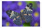 Hamadryas Butterfly Caught in a Spiderweb by Anonymous