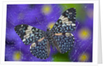 Hamadryas Butterfly Caught in a Spiderweb by Anonymous