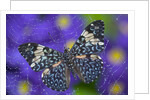Hamadryas Butterfly Caught in a Spiderweb by Anonymous