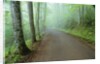 Road in Great Smoky Mountains National Park by Anonymous