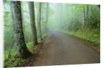 Road in Great Smoky Mountains National Park by Anonymous