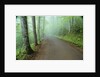Road in Great Smoky Mountains National Park by Anonymous