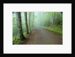 Road in Great Smoky Mountains National Park by Anonymous