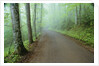 Road in Great Smoky Mountains National Park by Anonymous