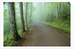Road in Great Smoky Mountains National Park by Anonymous