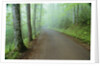 Road in Great Smoky Mountains National Park by Anonymous