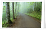 Road in Great Smoky Mountains National Park by Anonymous