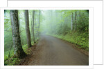 Road in Great Smoky Mountains National Park by Anonymous