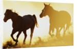 Horses Running at Sunset by Anonymous
