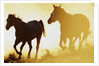 Horses Running at Sunset by Anonymous