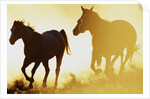 Horses Running at Sunset by Anonymous