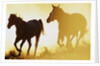 Horses Running at Sunset by Anonymous