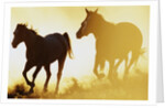 Horses Running at Sunset by Anonymous