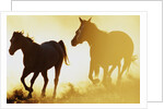 Horses Running at Sunset by Anonymous