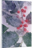 Holly Branch Frozen in Ice by Anonymous