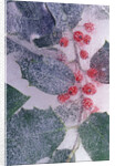 Holly Branch Frozen in Ice by Anonymous