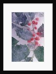 Holly Branch Frozen in Ice by Anonymous