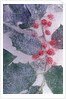 Holly Branch Frozen in Ice by Anonymous
