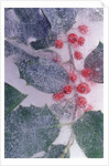 Holly Branch Frozen in Ice by Anonymous