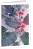Holly Branch Frozen in Ice by Anonymous