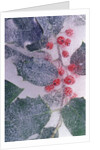 Holly Branch Frozen in Ice by Anonymous